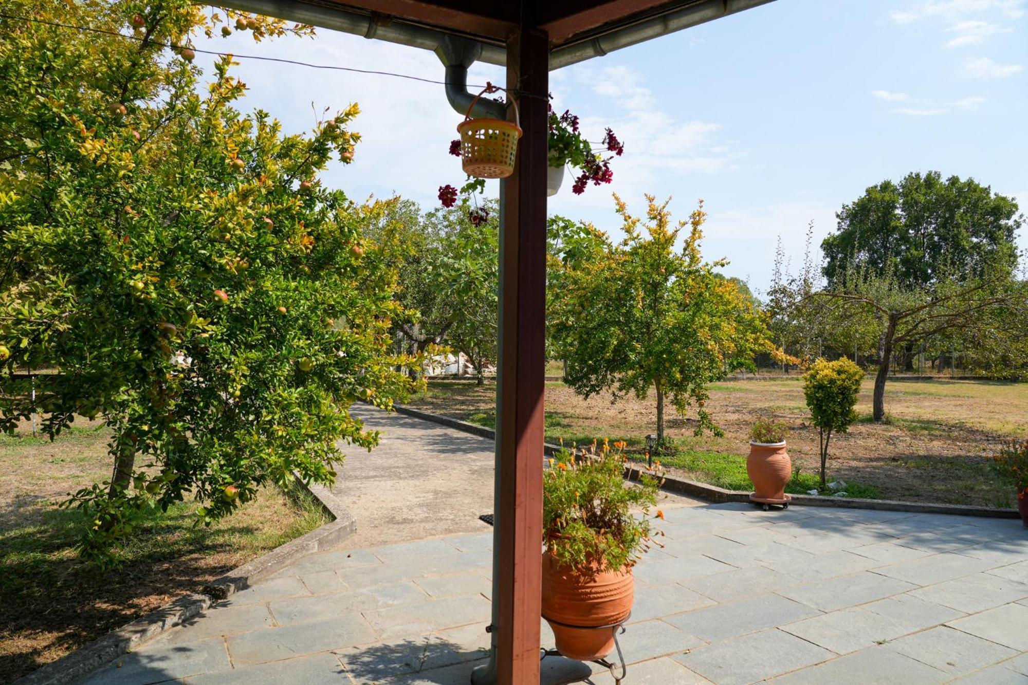 Olive Summer House Chrysi Ammoudia Dış mekan fotoğraf